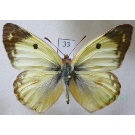 Colias hyale (Linnaeus, 1758) male Szlaczkoń siarecznik Czech33